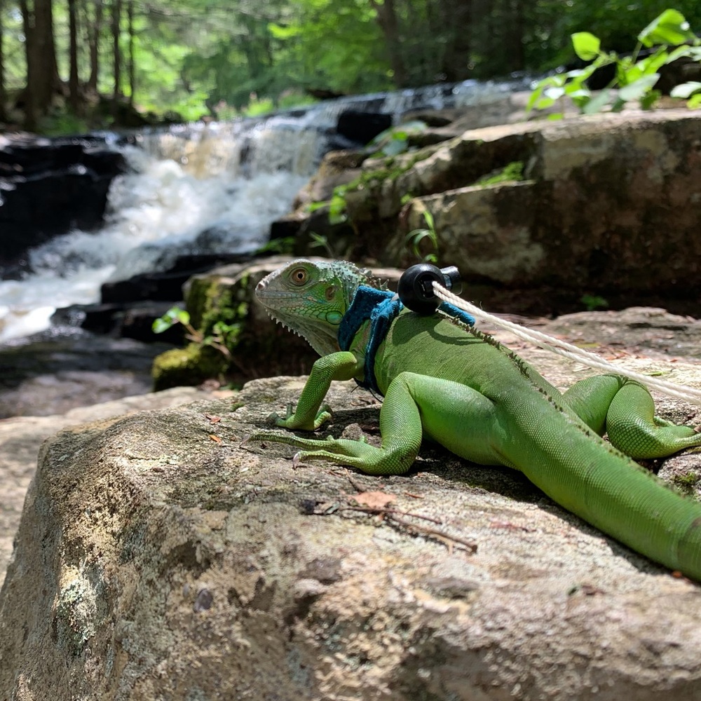 Meet your Posher, Natalie